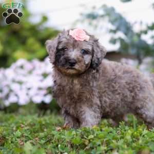 Blaire, Miniature Poodle Puppy
